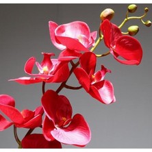 Day 100 Adet Kırmızı Renk Orkide Tohumu + 10 Adet  Hollanda Gülü Tohumu