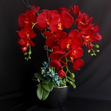 Day 10 Adet Kırmızı Renk Orkide Tohumu + 10 Adet  Hollanda Gülü Tohumu