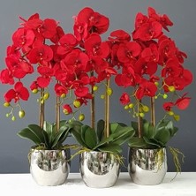 Day 10 Adet Kırmızı Renk Orkide Tohumu + 10 Adet  Hollanda Gülü Tohumu