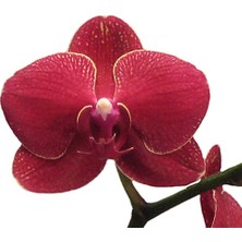 Day 50 Adet Kırmızı Renk Orkide Tohumu + 10 Adet  Hollanda Gülü Tohumu