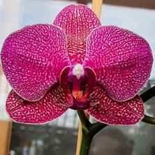 Day 25 Adet Kırmızı Renk Orkide Tohumu + 10 Adet  Hollanda Gülü Tohumu