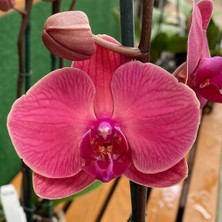 Day 100 Adet Kırmızı Renk Orkide Tohumu + 10 Adet  Hollanda Gülü Tohumu