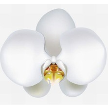 Day 10 Adet Beyaz Renk Orkide Tohumu + 10 Adet Hollanda Gülü Tohumu