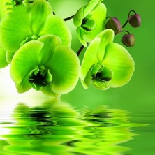 Day 25 Adet Yeşil Renk Orkide Tohumu + 10 Adet Hollanda Gülü Tohumu