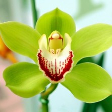 Day 100 Adet Yeşil Renk Orkide Tohumu + 10 Adet Hollanda Gülü Tohumu