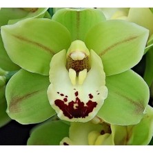 Day 25 Adet Yeşil Renk Orkide Tohumu + 10 Adet Hollanda Gülü Tohumu