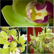 Day 50 Adet Yeşil Renk Orkide Tohumu + 10 Adet Hollanda Gülü Tohumu