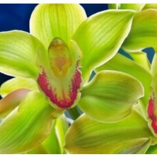 Day 10 Adet Yeşil Renk Orkide Tohumu + 10 Adet Hollanda Gülü Tohumu