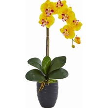 Day 100 Adet Sarı Renk Orkide Tohumu + 10 Adet Hollanda Gülü Tohumu