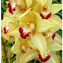 Day 25 Adet Sarı Renk Orkide Tohumu + 10 Adet Hollanda Gülü Tohumu