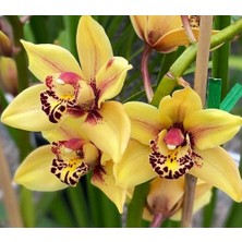 Day 10 Adet Sarı Renk Orkide Tohumu + 10 Adet Hollanda Gülü Tohumu