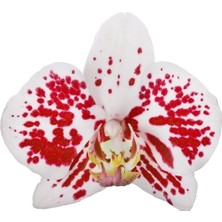 Day 50 Adet Kırmızı Beyaz Renk Orkide Tohumu + 10 Adet Hollanda Gülü Tohumu