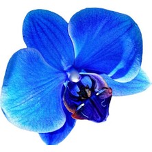Day 10 Adet Mavi Renk Orkide Tohumu (Sezonluk Taze Tohum 10 Yıl Kullanım Ömrü)