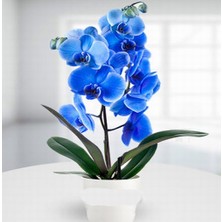 Day 25 Adet Mavi Renk Orkide Tohumu (Sezonluk Taze Tohum 10 Yıl Kullanım Ömrü)