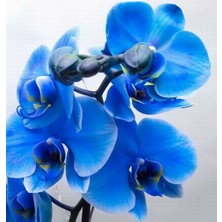 Day 25 Adet Mavi Renk Orkide Tohumu (Sezonluk Taze Tohum 10 Yıl Kullanım Ömrü)