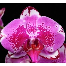 Day 25 Adet Mor Beyaz Renk Orkide Tohumu + 10 Adet Hediye Hollanda Gülü Tohumu