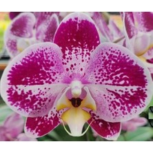 Day 100 Adet Mor Beyaz Renk Orkide Tohumu + 10 Adet Hediye Hollanda Gülü Tohumu