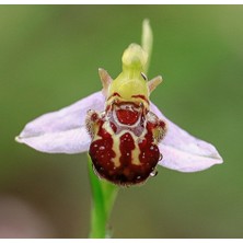 Day 25 Adet Arı Orkide Tohumu + 10 Adet Karışık Renk Gülü Tohumu