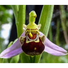 Day 50 Adet Arı Orkide Tohumu + 10 Adet Karışık Renk Gülü Tohumu