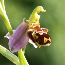 Day 50 Adet Arı Orkide Tohumu + 10 Adet Karışık Renk Gülü Tohumu