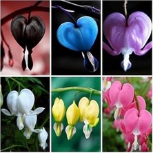 Day 100 Adet Kalp Orkide Dicentra Spectabilis Tohumu + 10 Adet Karışık Renk Gülü Tohumu