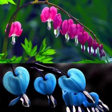 Day 10 Adet Kalp Orkide Dicentra Spectabilis Tohumu + 10 Adet Karışık Renk Gülü Tohumu