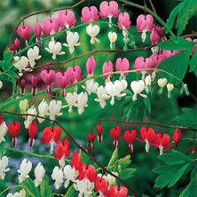 Day 25 Adet Kalp Orkide Dicentra Spectabilis Tohumu + 10 Adet Karışık Renk Gülü Tohumu