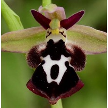 Day 100 Adet Arı Orkide Tohumu + 10 Adet Hediye Karışık Renk Gülü Tohumu