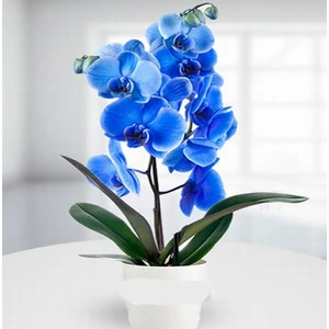 10 Adet Mavi Renk Orkide Tohumu (Sezonluk Taze Tohum 10 Yıl Kullanım Ömrü)