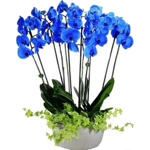 10 Adet Mavi Renk Orkide Tohumu (Sezonluk Taze Tohum 10 Yıl Kullanım Ömrü)