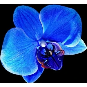 10 Adet Mavi Renk Orkide Tohumu (Sezonluk Taze Tohum 10 Yıl Kullanım Ömrü)