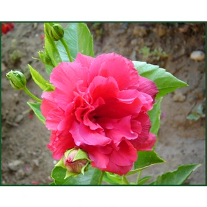 Katmerli Japon Gülü Fidanı, Pembe, Saksılı(Boy 70CM Ile 1m)