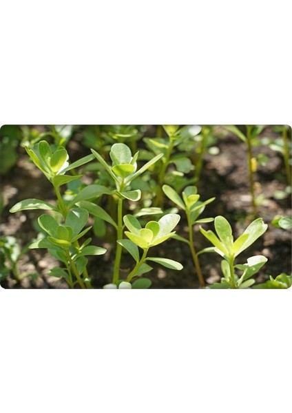 Bt Altınkulak Semizotu Tohumu 10 Gr fiyatları