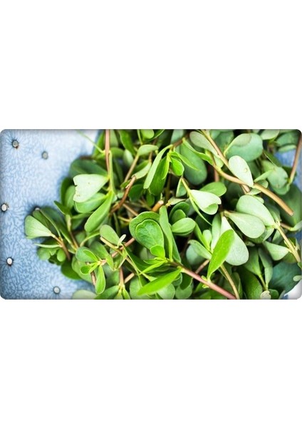 Bt Altınkulak Semizotu Tohumu 10 Gr modelleri