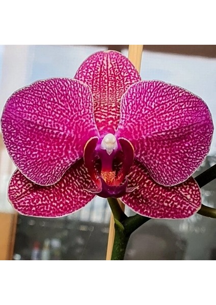 100 Adet Kırmızı Renk Orkide Tohumu + 10 Adet Hollanda Gülü Tohumu