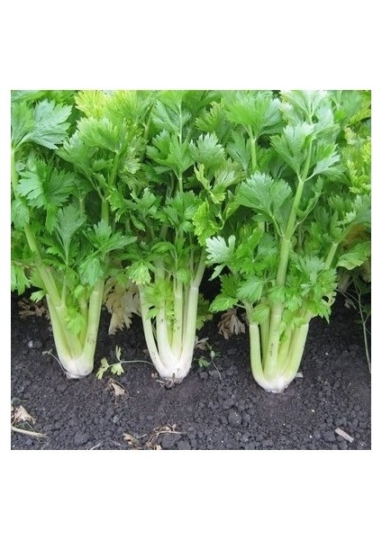 100 Adet Radika Otu Doğal Dağ Hindiba Tohumu