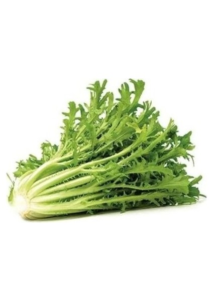 100 Adet Radika Otu Doğal Dağ Hindiba Tohumu fiyatları