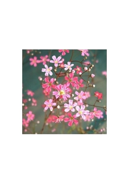 20 Adet Tohum Bahar Yıldızı Çiçeği Tohumu Bahar Yıldızı Çiçek