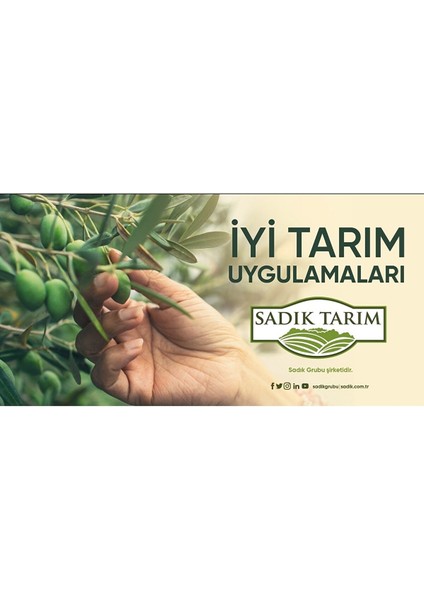 Erken Hasat Soğuk Sıkım Filtresiz Natürel Sızma Zeytinyağı Düşük Asit Tek Bahçe 3 Litre Teneke 3 Lt modelleri