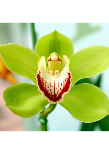 25 Adet Yeşil Renk Orkide Tohumu + 10 Adet Hollanda Gülü Tohumu