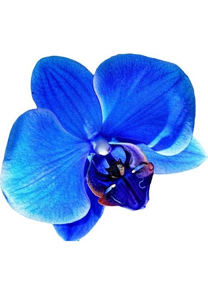25 Adet Mavi Renk Orkide Tohumu (Sezonluk Taze Tohum 10 Yıl Kullanım Ömrü)