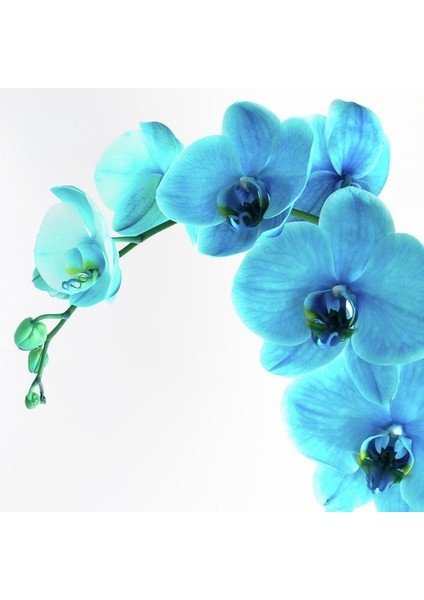 10 Adet Mavi Renk Orkide Tohumu (Sezonluk Taze Tohum 10 Yıl Kullanım Ömrü)