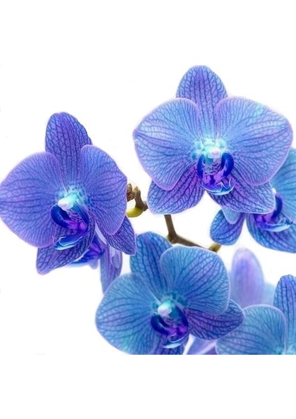 10 Adet Mavi Renk Orkide Tohumu (Sezonluk Taze Tohum 10 Yıl Kullanım Ömrü)