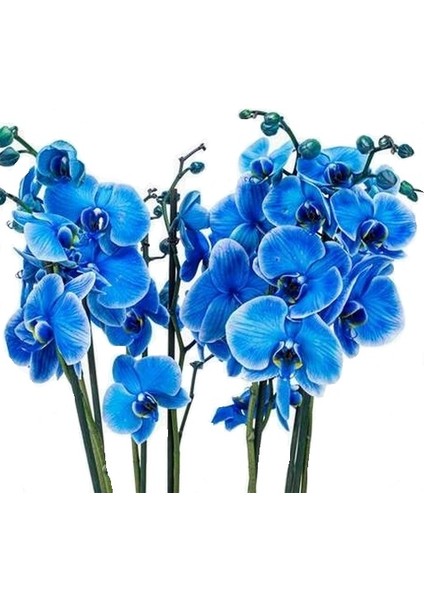 100 Adet Mavi Renk Orkide Tohumu (Sezonluk Taze Tohum 10 Yıl Kullanım Ömrü)