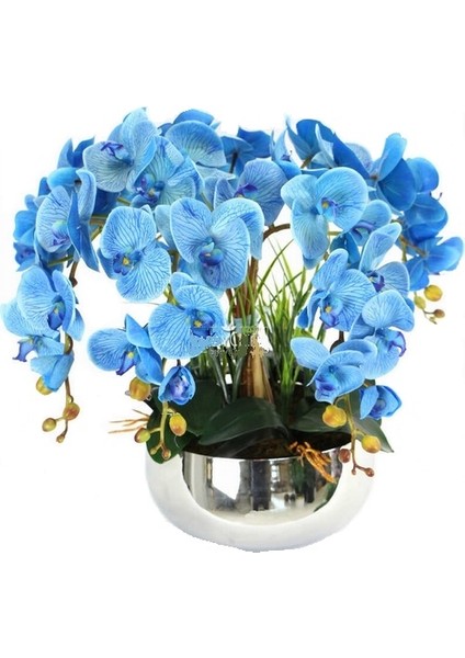 25 Adet Mavi Renk Orkide Tohumu (Sezonluk Taze Tohum 10 Yıl Kullanım Ömrü)