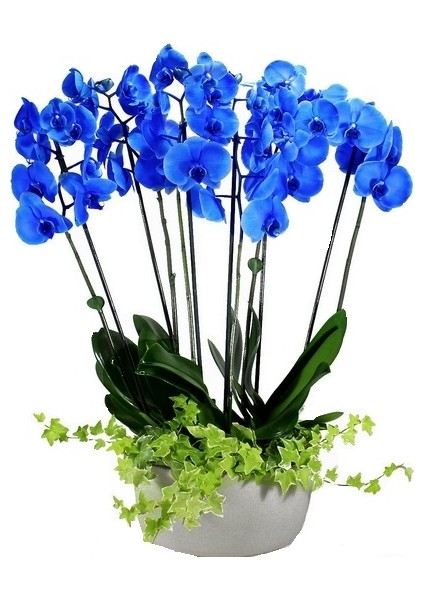 10 Adet Mavi Renk Orkide Tohumu (Sezonluk Taze Tohum 10 Yıl Kullanım Ömrü)