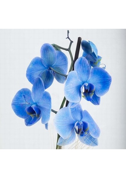 100 Adet Mavi Renk Orkide Tohumu (Sezonluk Taze Tohum 10 Yıl Kullanım Ömrü)