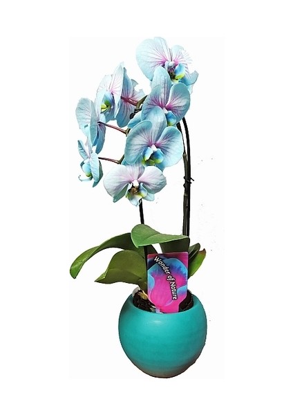 50 Adet Mavi Renk Orkide Tohumu (Sezonluk Taze Tohum 10 Yıl Kullanım Ömrü)