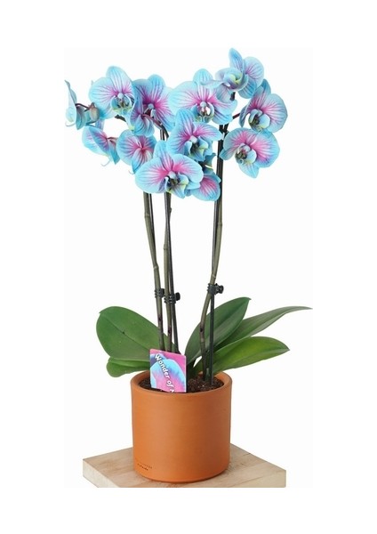 25 Adet Mavi Renk Orkide Tohumu (Sezonluk Taze Tohum 10 Yıl Kullanım Ömrü)