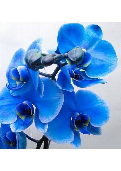 25 Adet Mavi Renk Orkide Tohumu (Sezonluk Taze Tohum 10 Yıl Kullanım Ömrü)